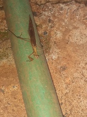 Mantodea