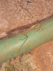 Mantodea