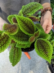 Pilea mollis