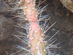 Opuntia repens