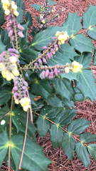 Berberis bealei