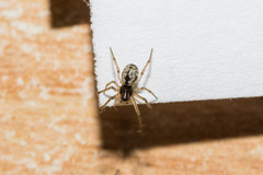 Agnyphantes expunctus