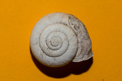 Campylaea illyrica