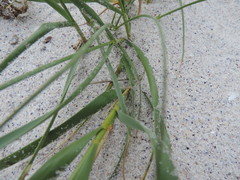 Thinopyrum distichum