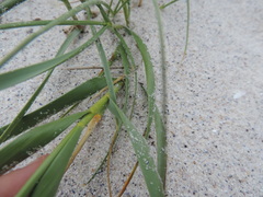 Thinopyrum distichum