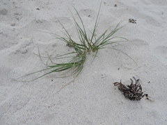 Thinopyrum distichum