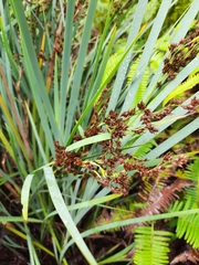 Machaerina mariscoides