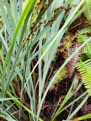 Machaerina mariscoides