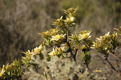 Leucadendron stelligerum