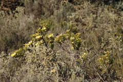 Leucadendron stelligerum