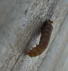 Noctua fimbriata