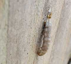 Noctua fimbriata