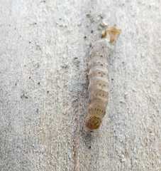 Noctua fimbriata