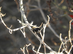 Anthophora centriformis