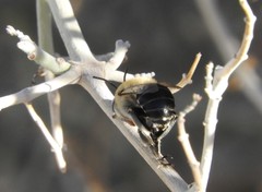 Anthophora centriformis