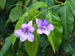 Bignonia callistegioides
