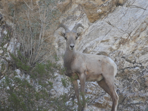 iNaturalist observation photo of Bighorn Sheep