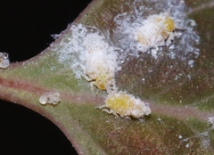 Blastopsylla occidentalis