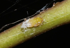 Blastopsylla occidentalis