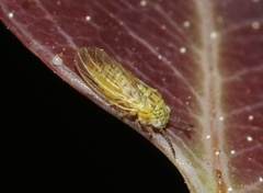 Blastopsylla occidentalis