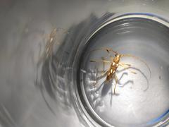 Eburodacrys sexmaculata