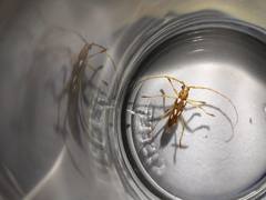 Eburodacrys sexmaculata