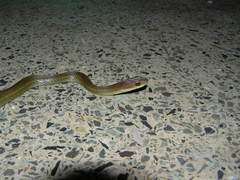 Mastigodryas