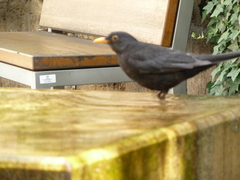 Turdus merula
