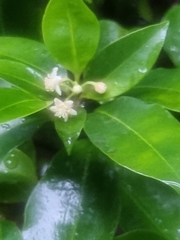 Fontainea oraria