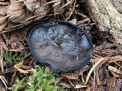 Pseudoplectania vogesiaca