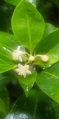Fontainea oraria