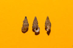 Cochlostoma septemspirale