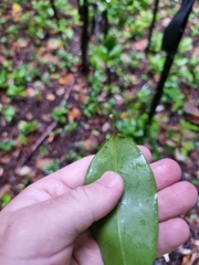 Fontainea oraria