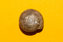 Aegopis gemonensis