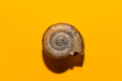 Campylaea illyrica