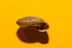 Aegopis gemonensis