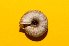 Aegopis gemonensis