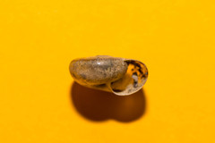 Campylaea illyrica
