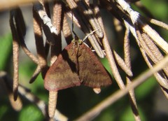 Pyrausta laticlavia