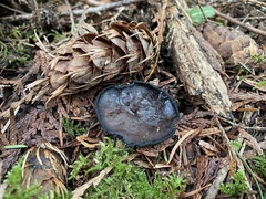 Pseudoplectania vogesiaca