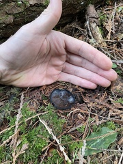Pseudoplectania vogesiaca