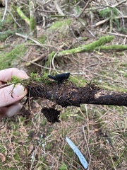 Pseudoplectania vogesiaca