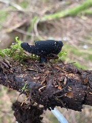 Pseudoplectania vogesiaca