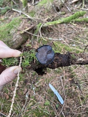 Pseudoplectania vogesiaca