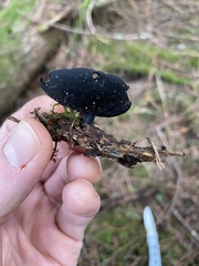 Pseudoplectania vogesiaca