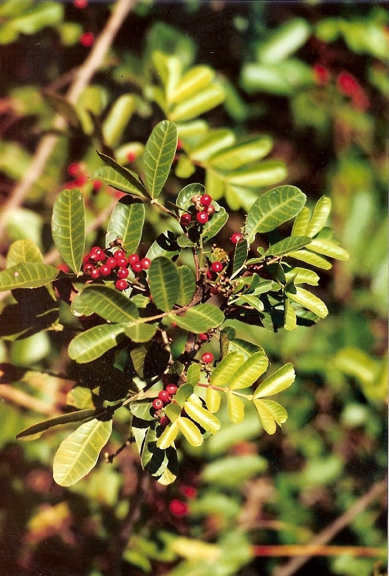 Schinus terebinthifolia