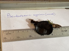 Pseudoplectania vogesiaca