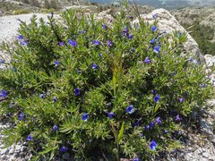 Lithodora fruticosa