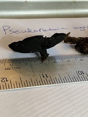 Pseudoplectania vogesiaca