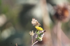 Heliopetes laviana